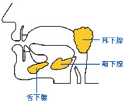 だ液の分泌量